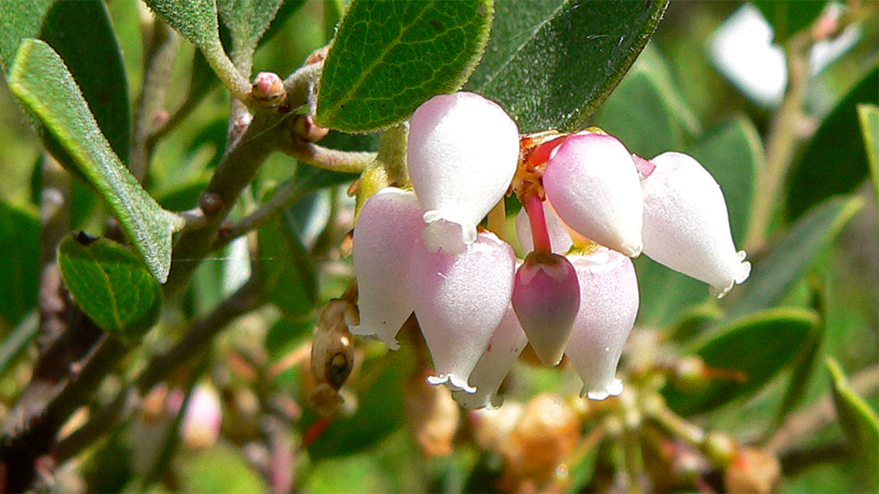 Franciscan Manzanita