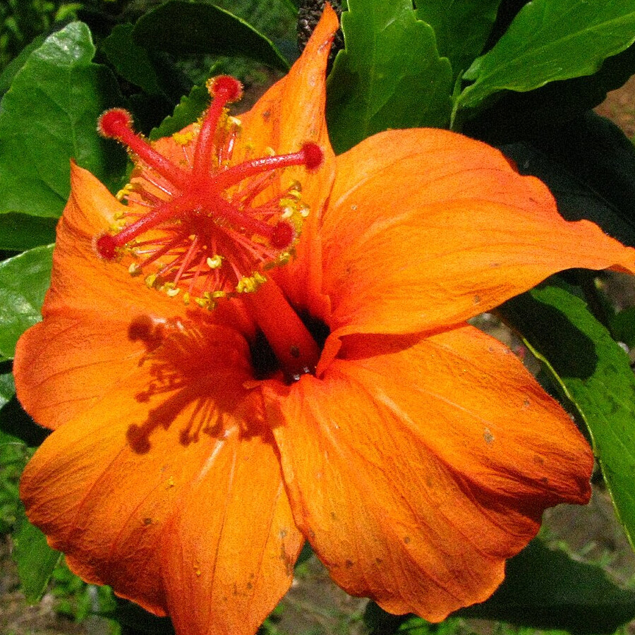 Hibiscus kokio