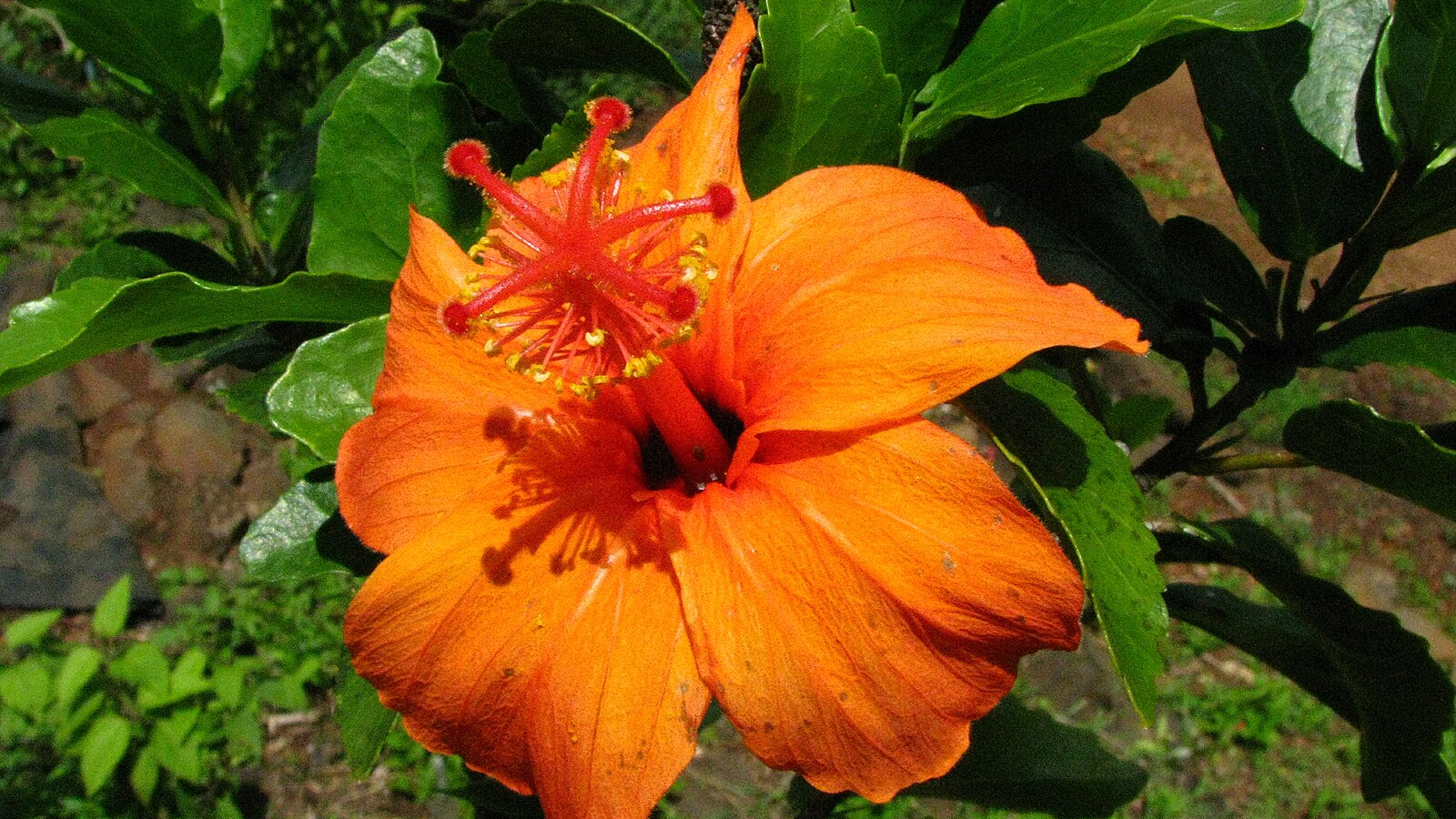 Hibiscus kokio