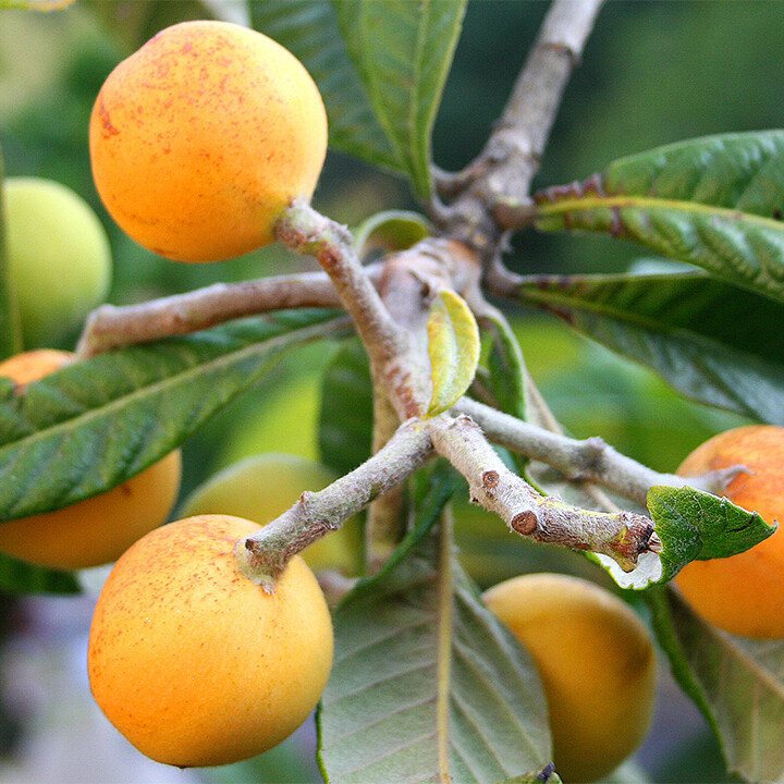 Loquats Eriobotrya japonica