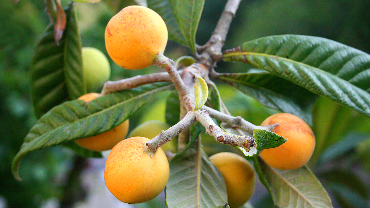 Loquats Eriobotrya japonica