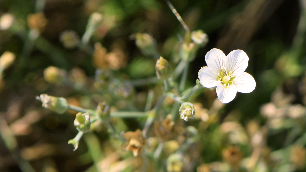 Minuartia baldaccii