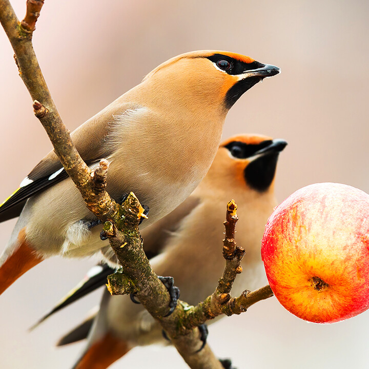 National Bird Feeding Month