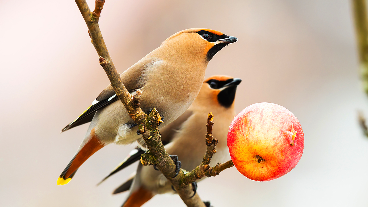 National Bird Feeding Month