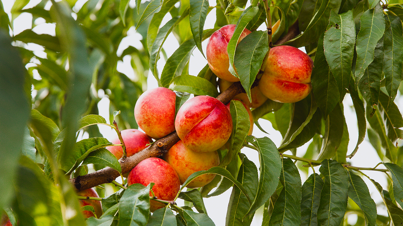 Sweet Organic Nectarines on Tree