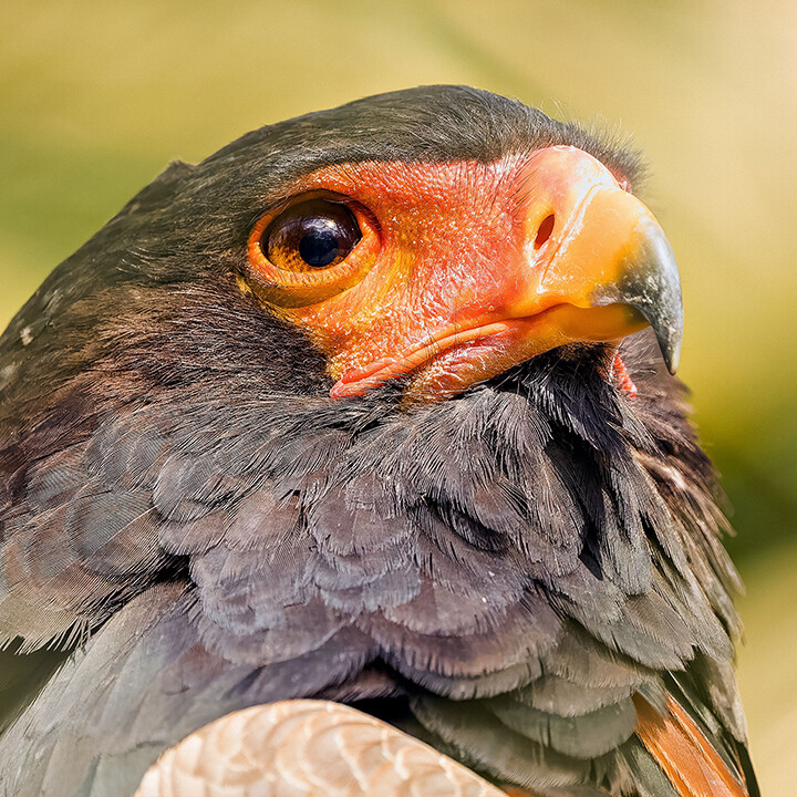 bald eagle