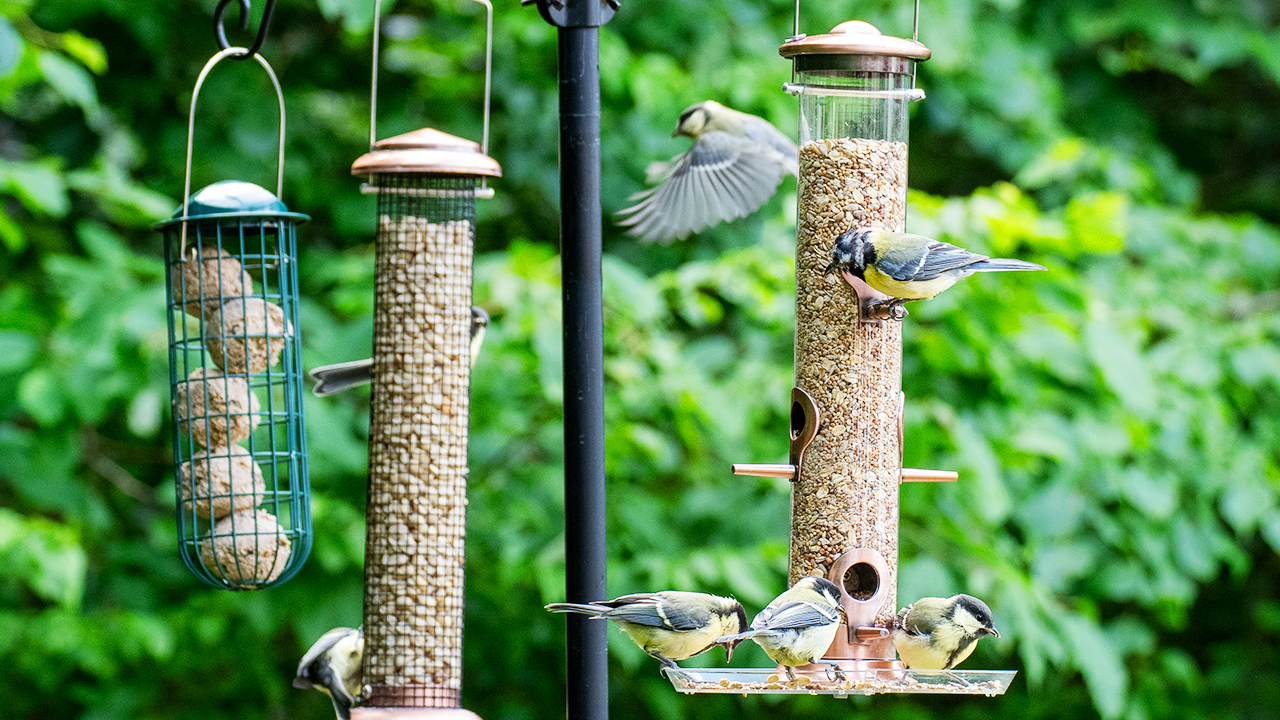 birds eating seeds from a bird feeder