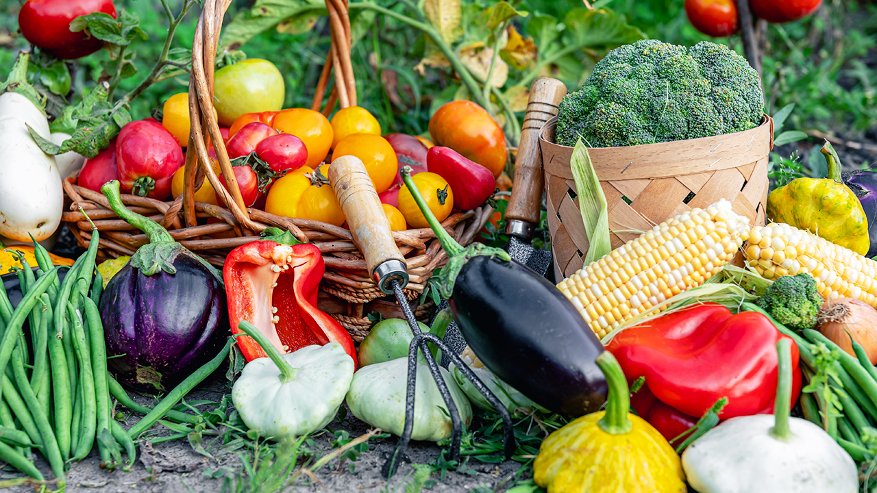 vegetable garden