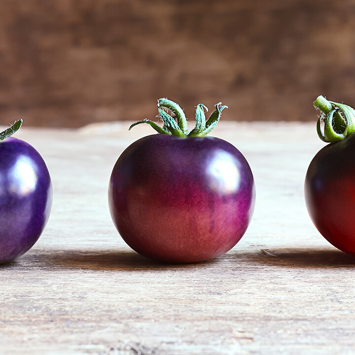Blue tomatoes in different stages of ripening