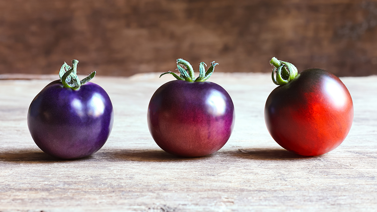Blue tomatoes in different stages of ripening