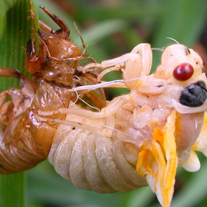 Cicada during the molting process