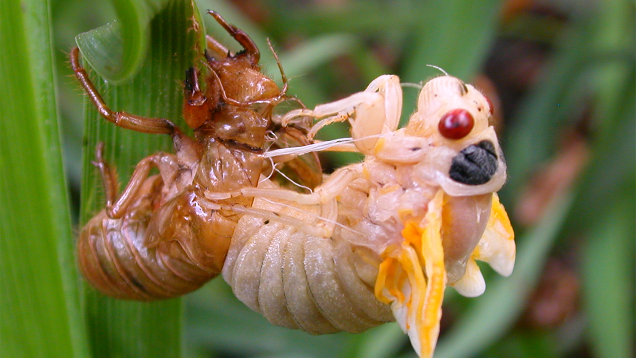 Cicada during the molting process