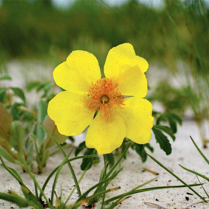 Cochlospermum adjanyae