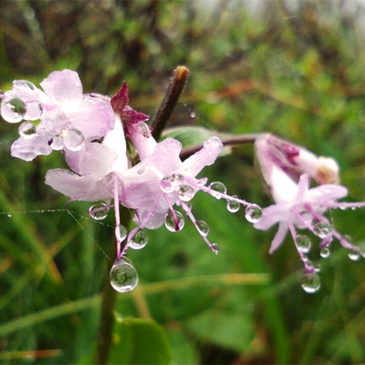 Spikenard plant Nardostachys jatamansi