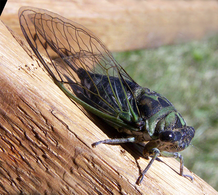 annual cicada