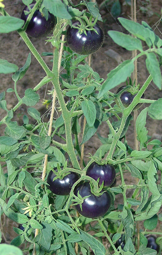 blue tomatoes