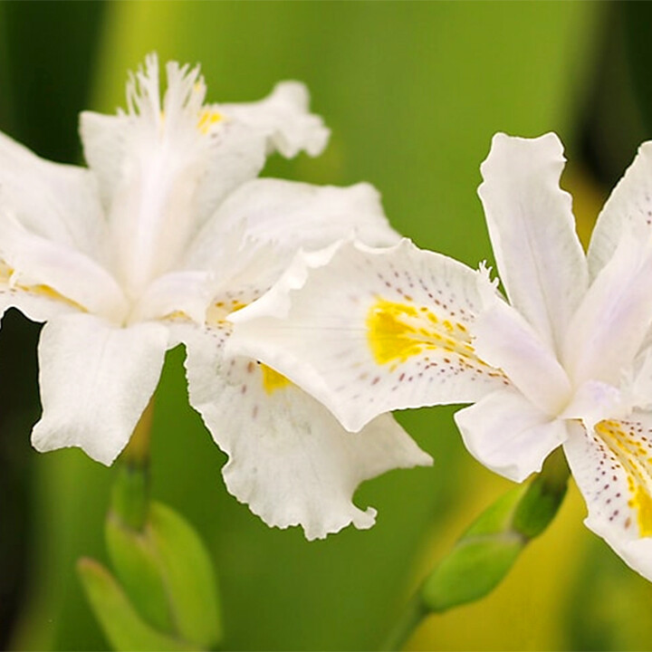 butterfly iris nada