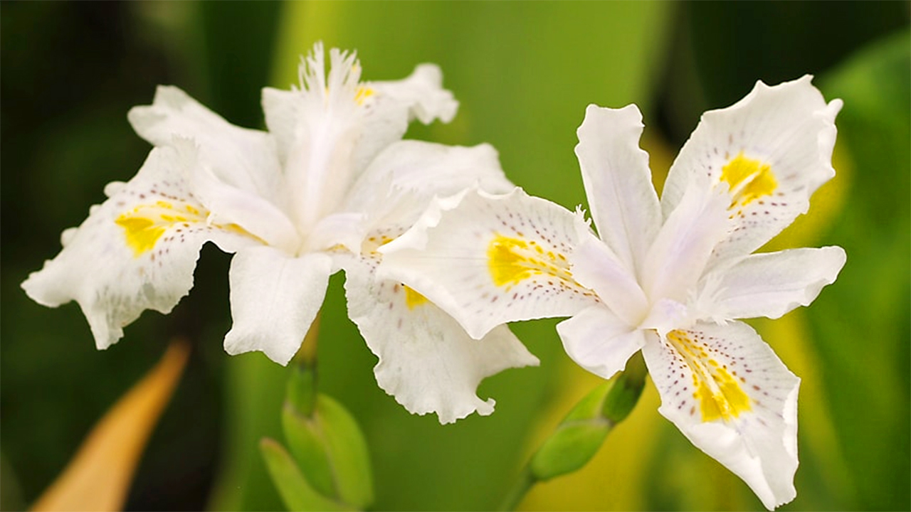 butterfly iris nada