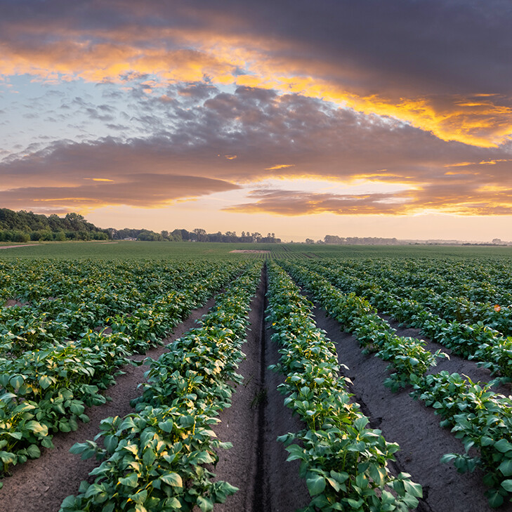 crops