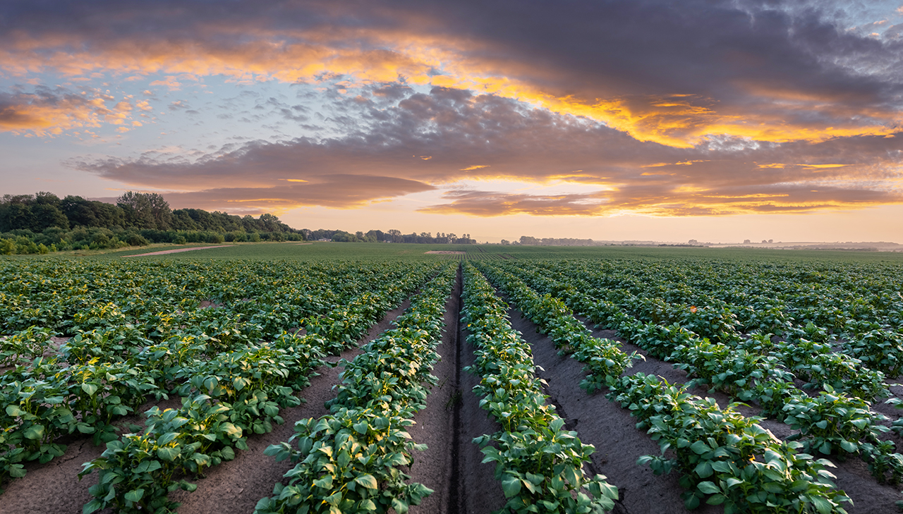 crops