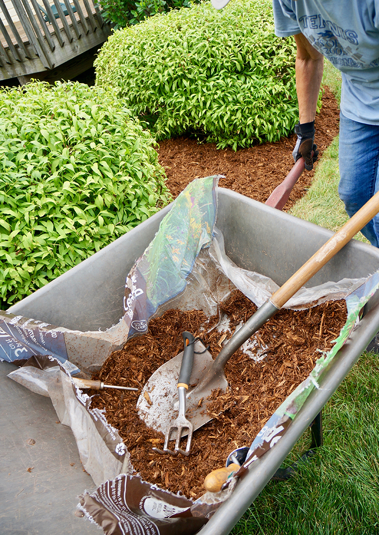 gardener using mulch