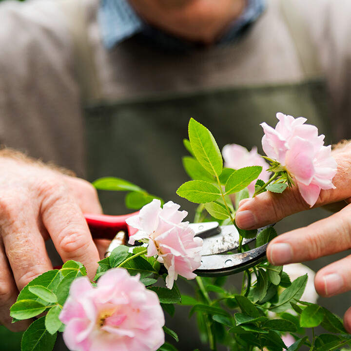 gardening fairy tale