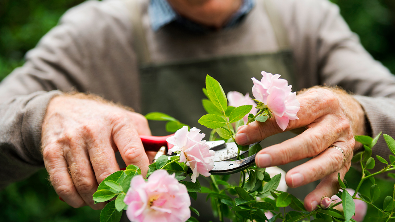 gardening fairy tale