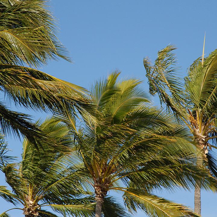 nature strategy trees