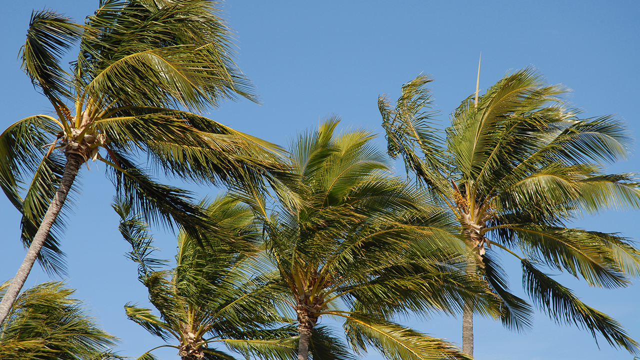 nature strategy trees