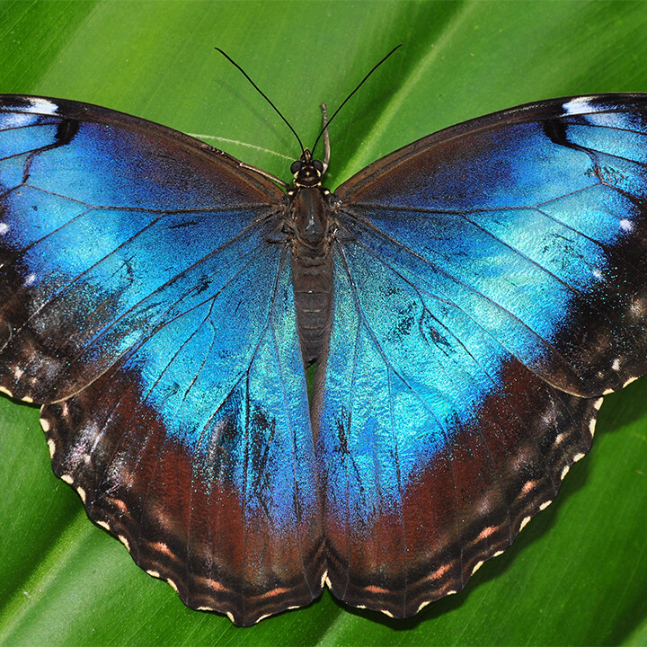 Blue Morpho