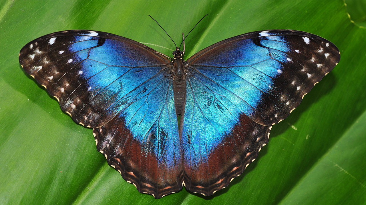 Blue Morpho