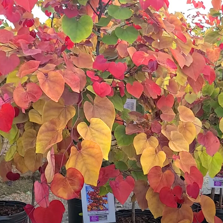 Cercis Flame Thrower Redbud