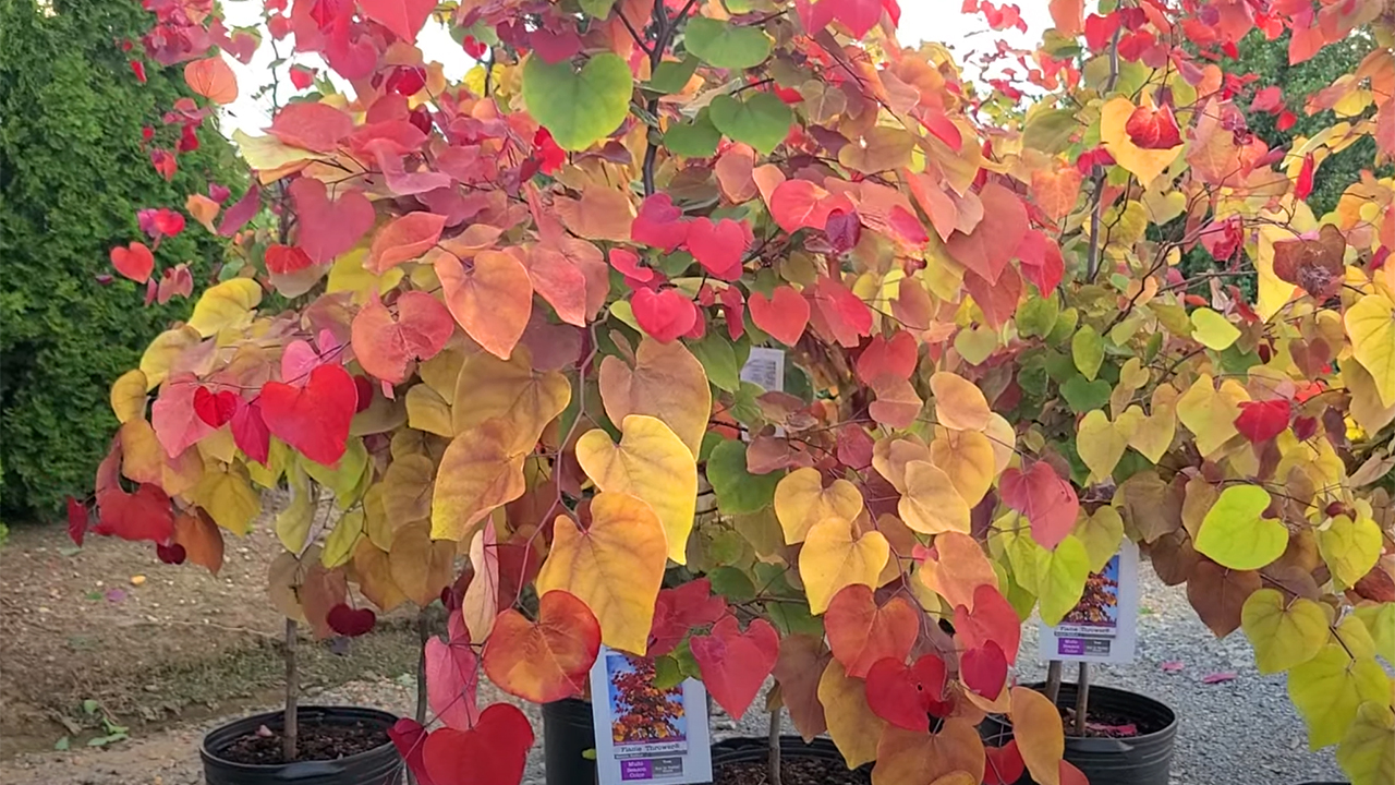 Cercis Flame Thrower Redbud