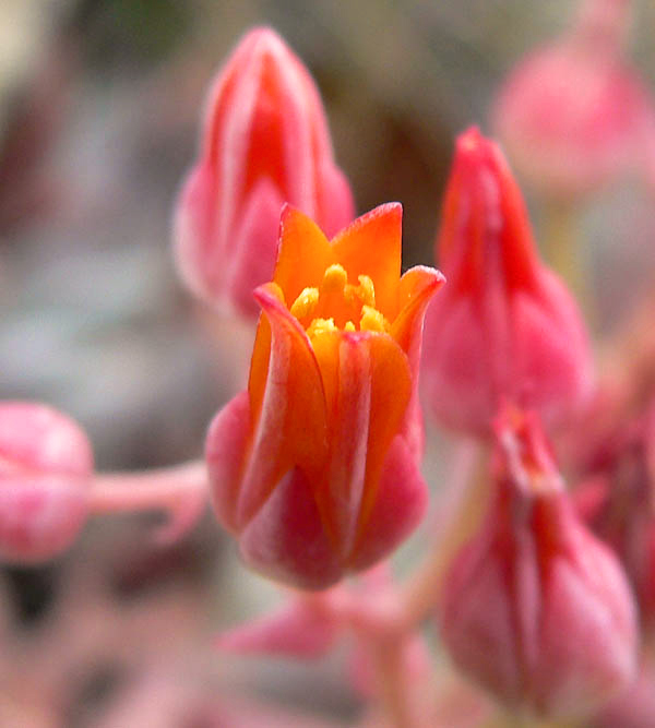 Dudleya cymosa