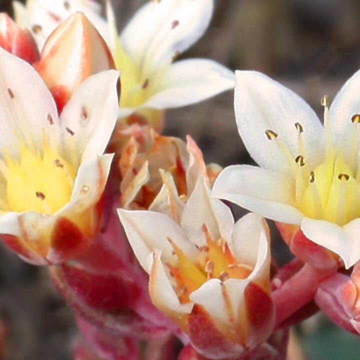 Dudleya nesiotica (Santa Cruz Island liveforever)