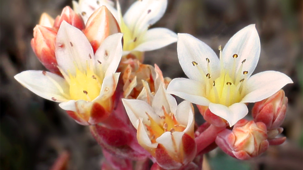 Dudleya nesiotica (Santa Cruz Island liveforever)