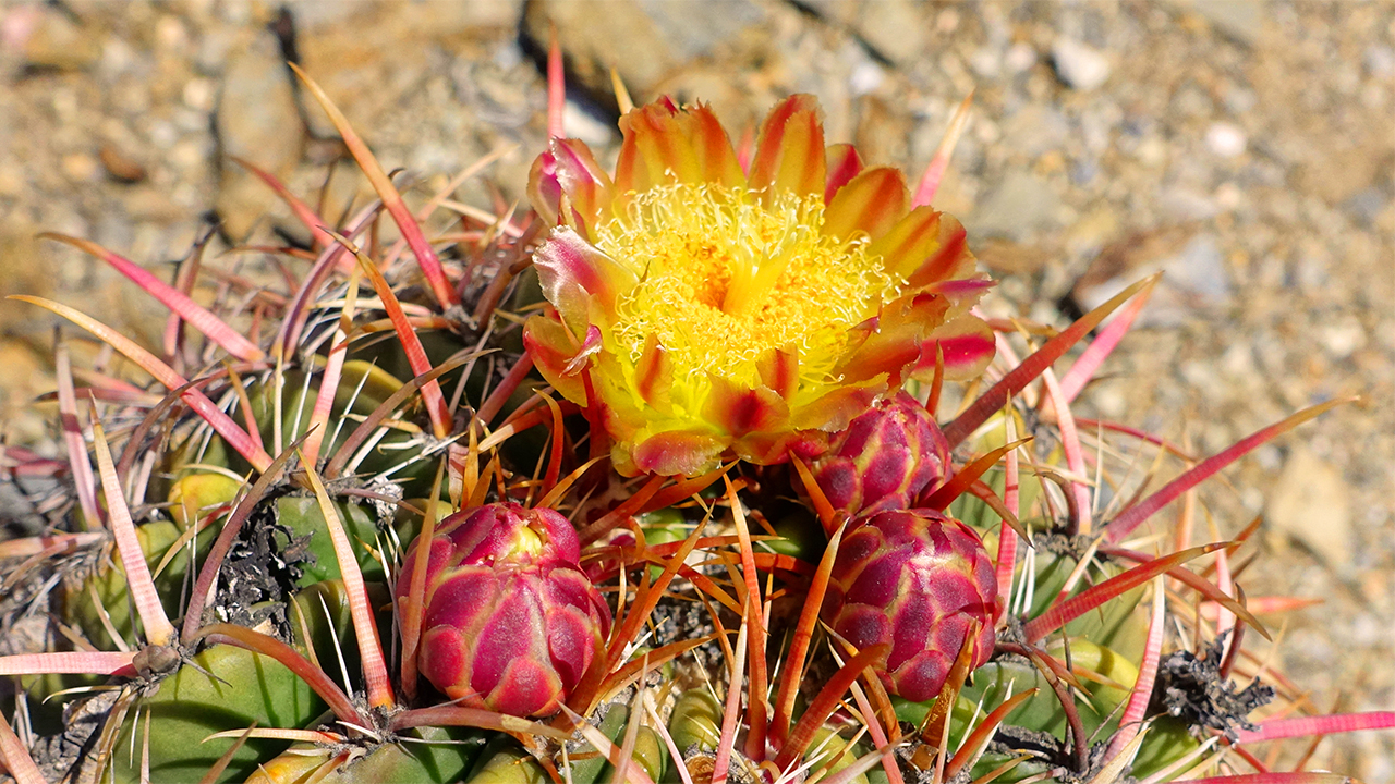 The San Diego Barrel Cactus, Ferocactus viridescens