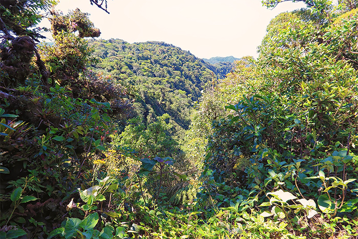 Monteverde Cloud Forest Reserve Monteverde Costa Rica