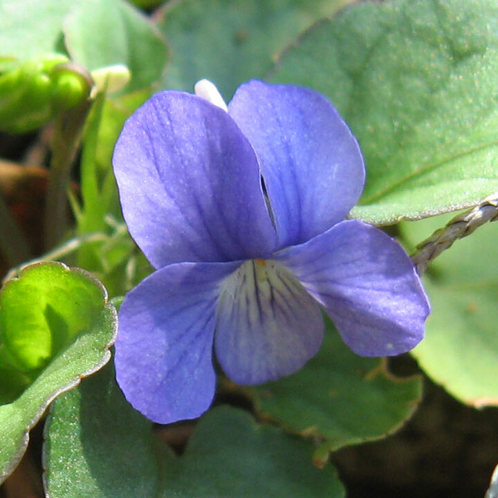 Prostrate Blue Violet