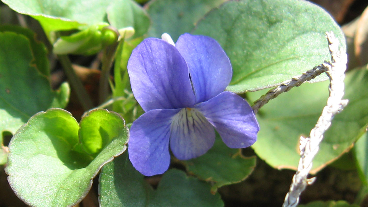 Prostrate Blue Violet