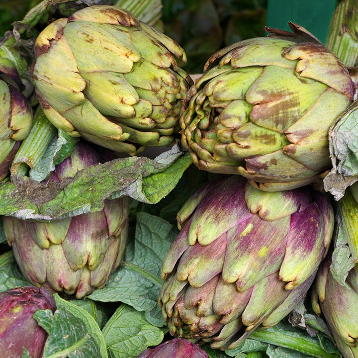 Roussillon Artichoke