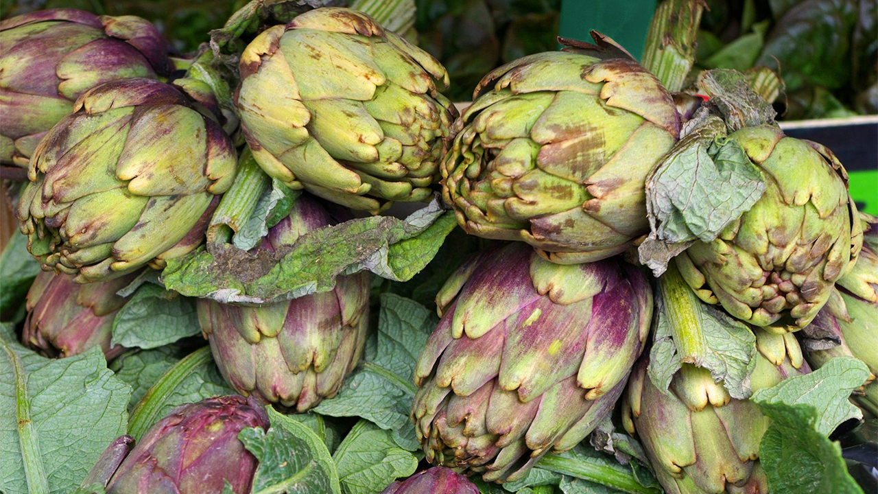 Roussillon Artichoke