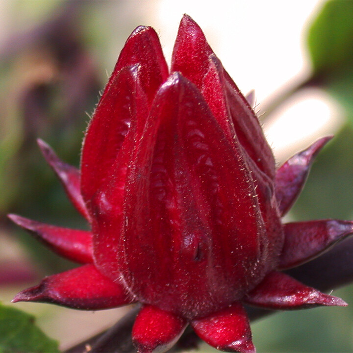 Hibiscus Sabdariffa