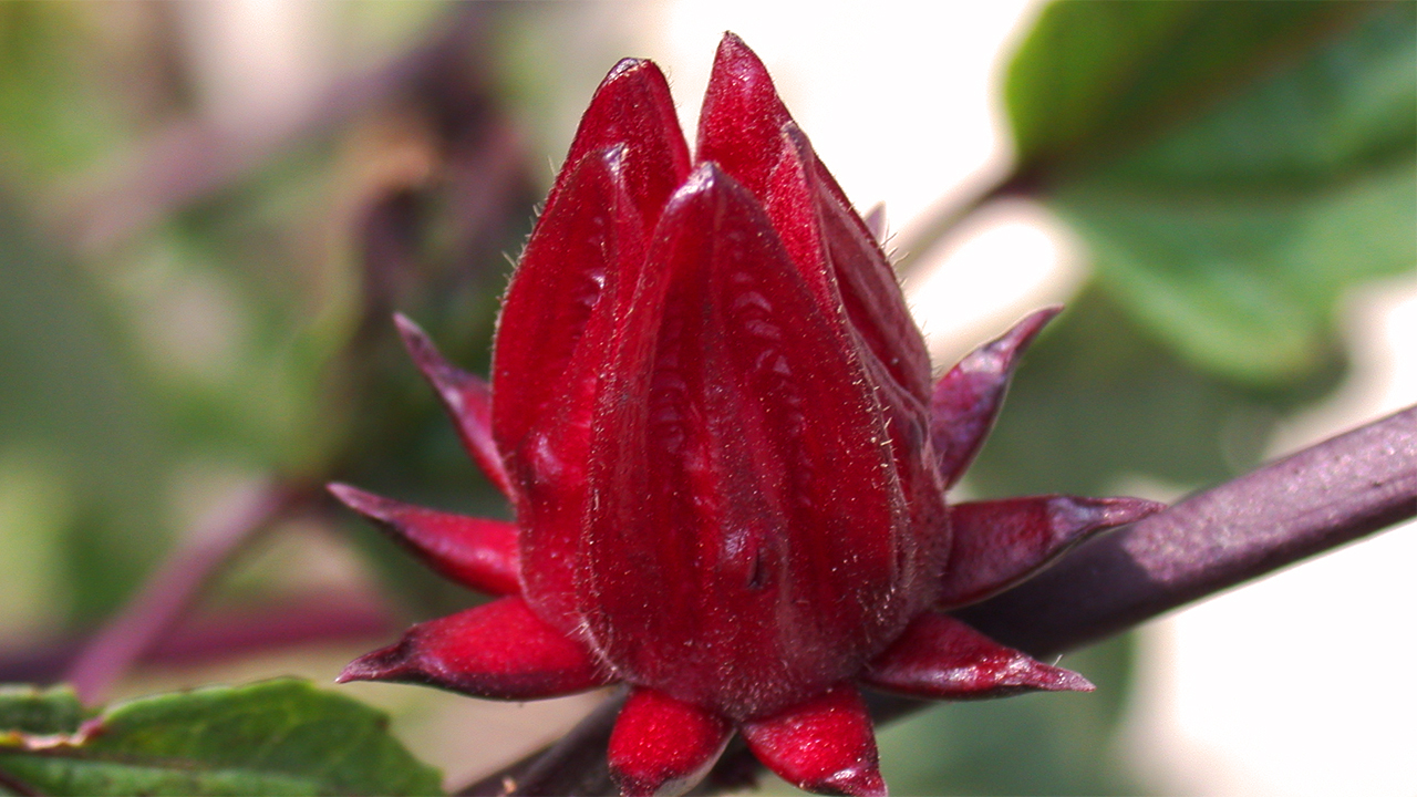 Hibiscus Sabdariffa