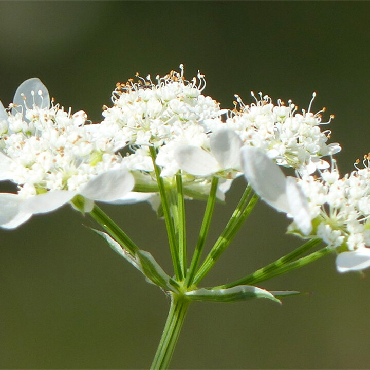 Orlaya grandiflora