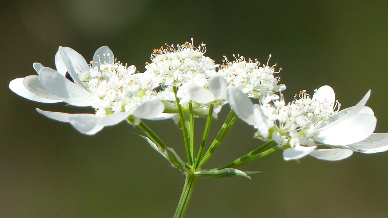 Orlaya grandiflora