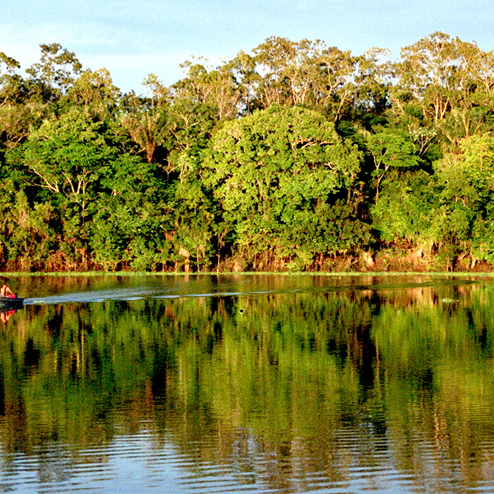 amazon rainforest