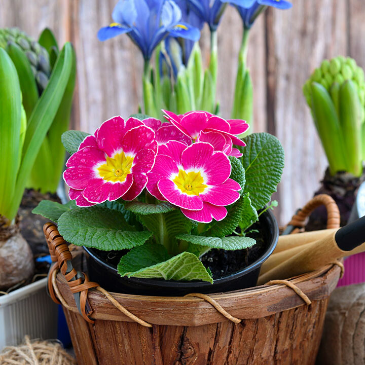 mothers day gardening gift