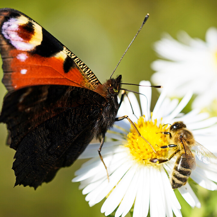 pollinators