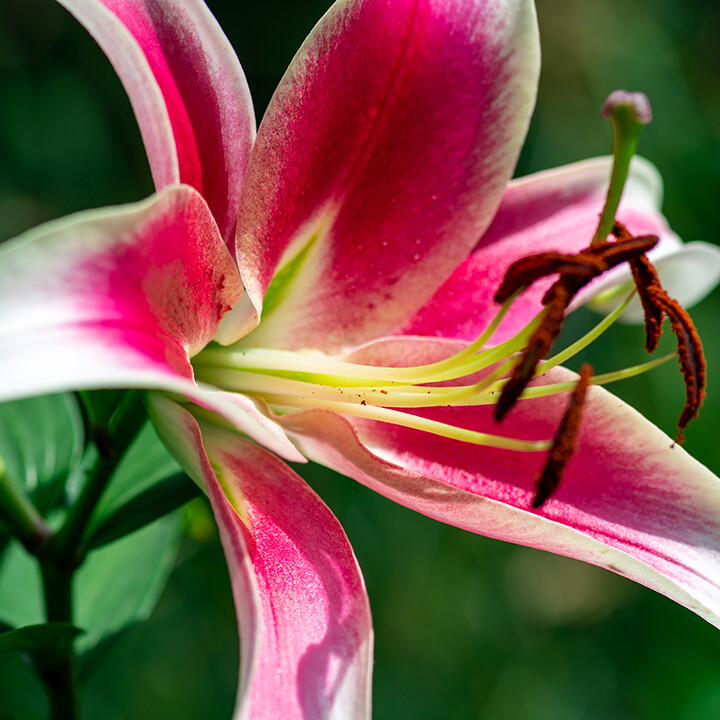 secrets lily gardening